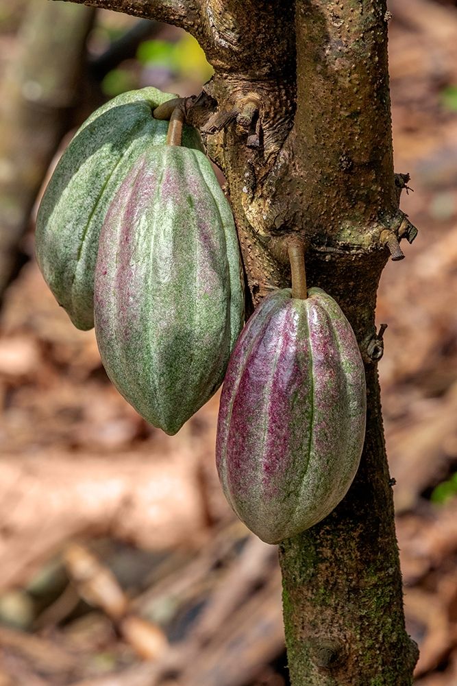 Cacao fruit